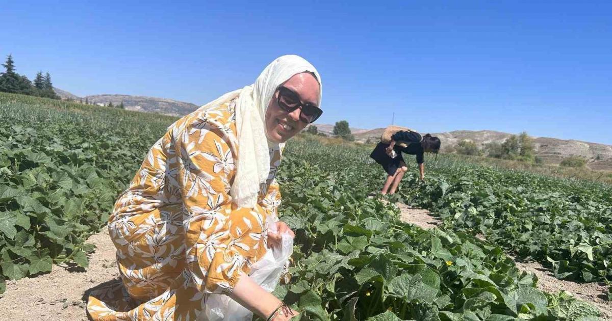 ankarada tarladan secerek alma imkani FuteCWmy.jpg