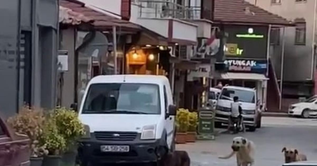 cesur kedi 3 kopege kafa tutup sokaktan gecirmedi WPFn6FEJ.jpg