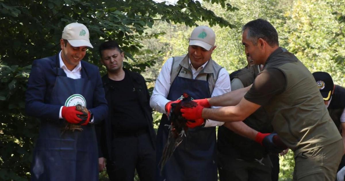 duzcede yetistirilen sulun kuslari dogaya salindi Y3YpkanW.jpg