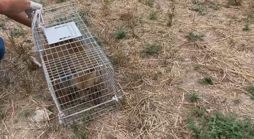 Bolu'da tedavi edilen yaralı tilki doğaya salındı