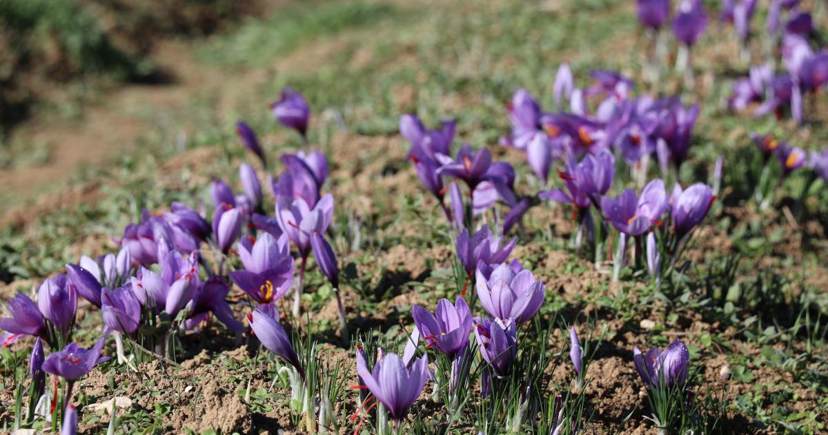 safranbolu safrani avrupa birligi tarafindan tescillendi m3PshEcr.jpg