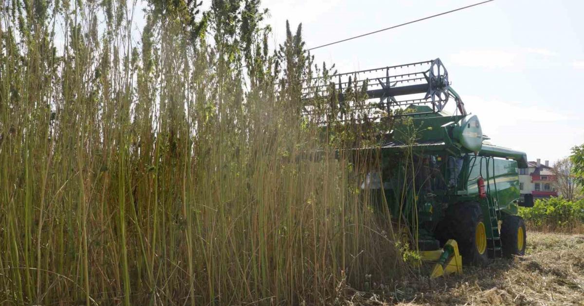 kastamonuda 30 yil sonra ekimine baslanan bitkinin hasadi yapildi ZpJEOPDO.jpg