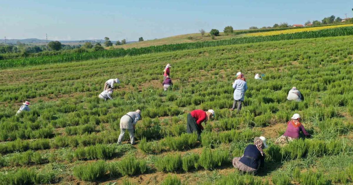 kocaelide yetistirilen tibbi ve aromatik bitkilerin hasadi basladi VEtLSata.jpg