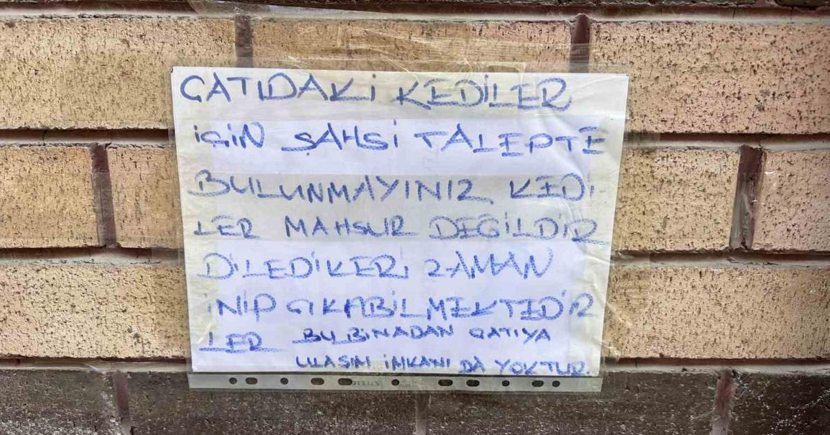 eskisehir bir garip kedi vakasi zGyVBzWZ.jpg