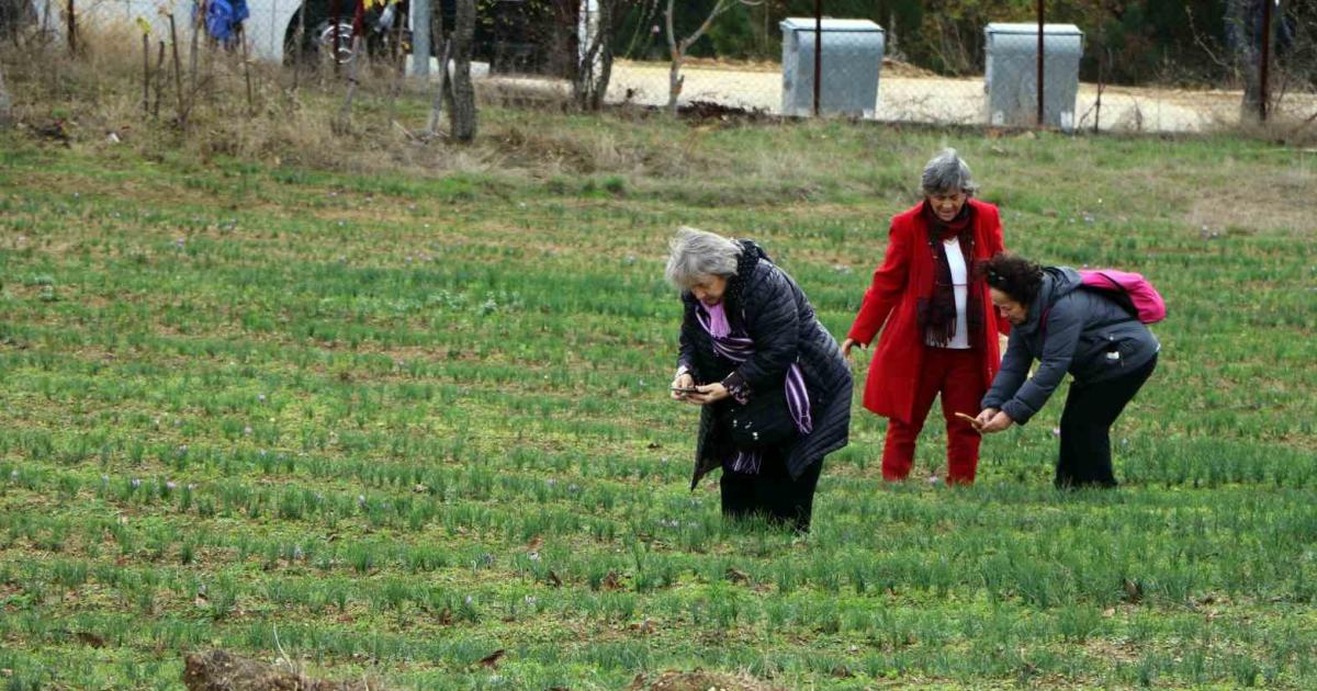 safranin buyulu dunyasi 70 bin kisi ziyaret etti dsmt9HyW.jpg