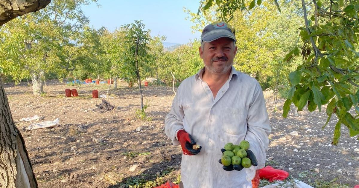 bilecikin ceviz krallari burada yetistirilen cevizler turkiye pazarini salliyor Zpu8AHwt.jpg