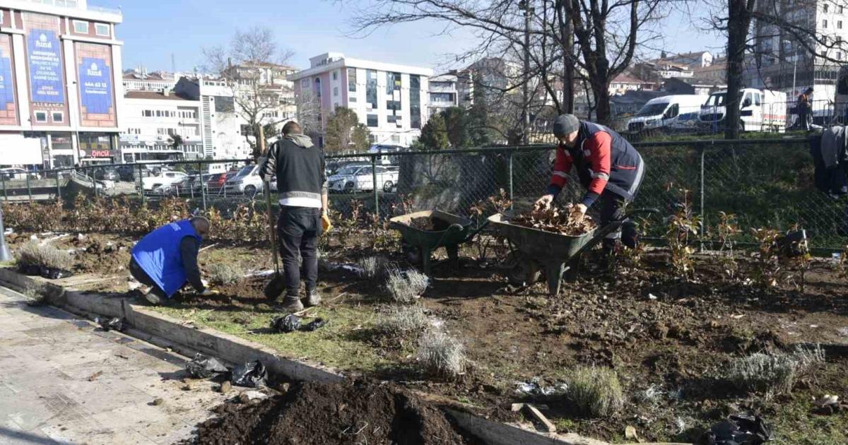 zonguldakin ilcesi lavanta kokacak cCmqan1M.jpg