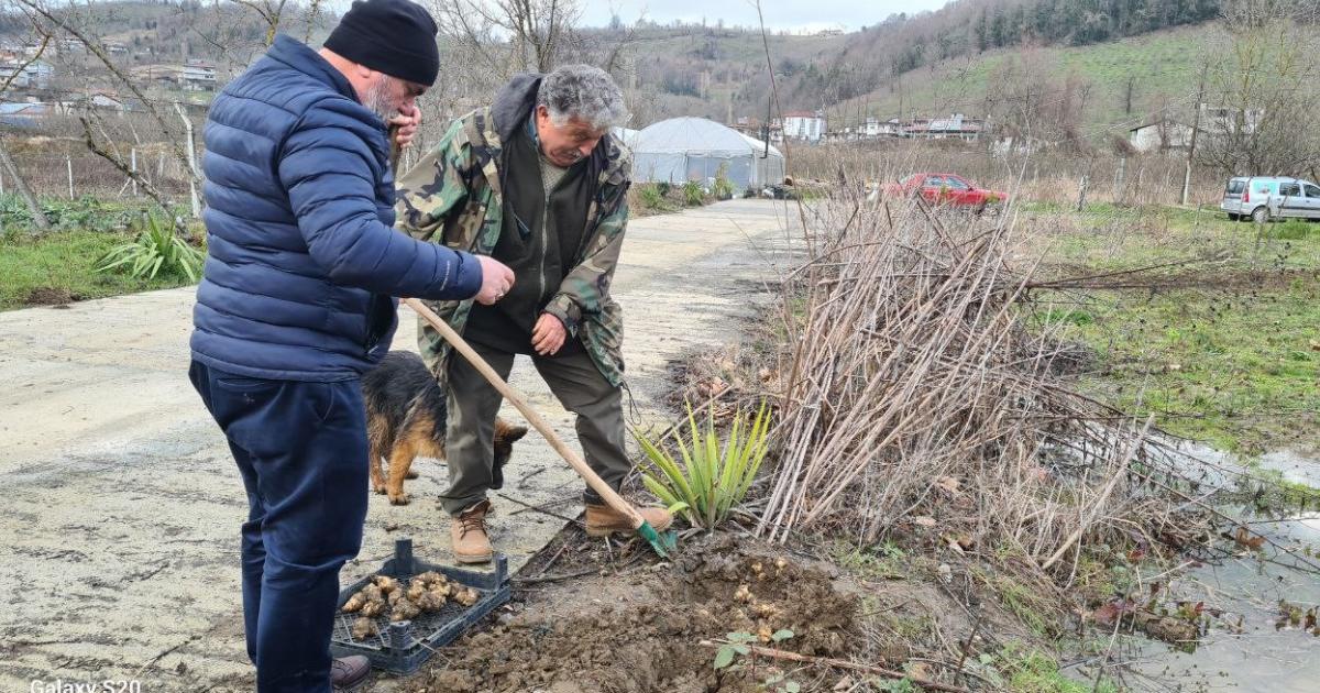 kis aylarinin vazgecilmezi yer elmasi zonguldakta hasadi basladi VihGGHQy.jpg