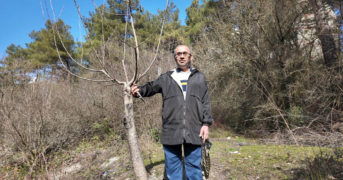 karabukte bir emekli imam agaclara yaptigi asilamanin meyvelerini aliyor Ja6UfFkH.jpg