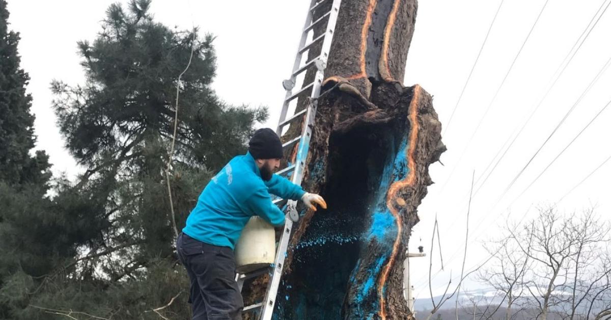 kocaelide 100 yillik cinar tedavi edildi CCyX7mQK.jpg