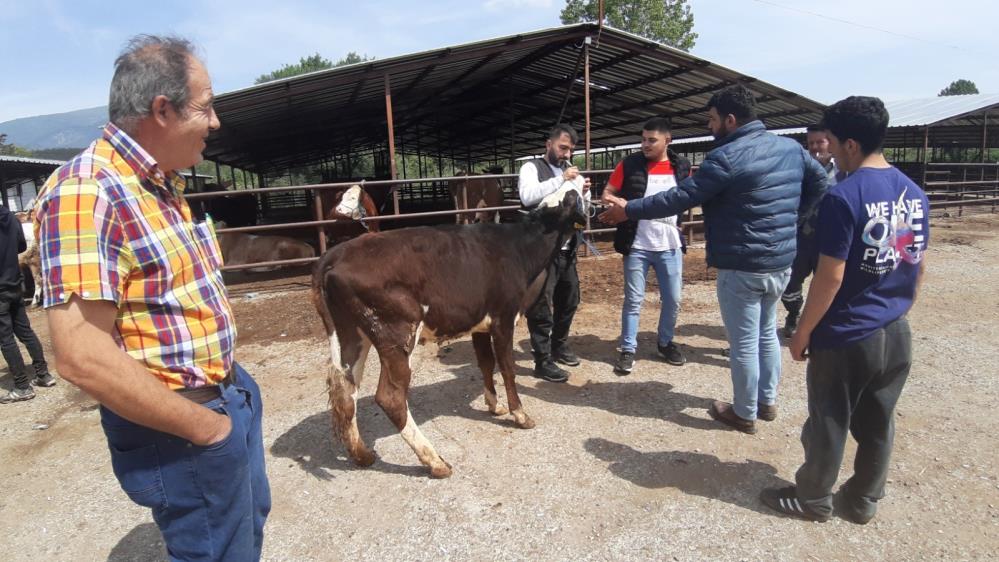 Bolu Hayvan Kurban Pazari 1