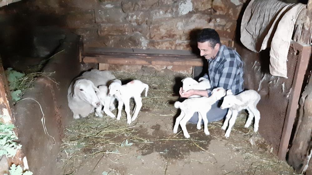 Bolu'da Koyun Beşiz Doğurdu 1