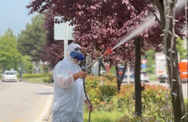 Bolu'da Ağaçlar Koruma Altına Alınıyor