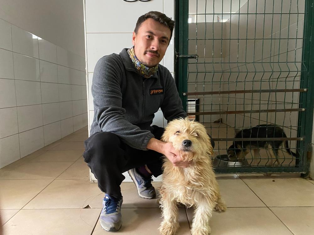 Bolu'da Dokunaklı Hikaye Terrier Köpeğin İyileşme Savaşı