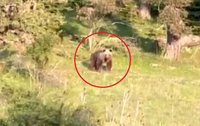 Bolu'da İki Kafadarın Ayıyla İmtihanı