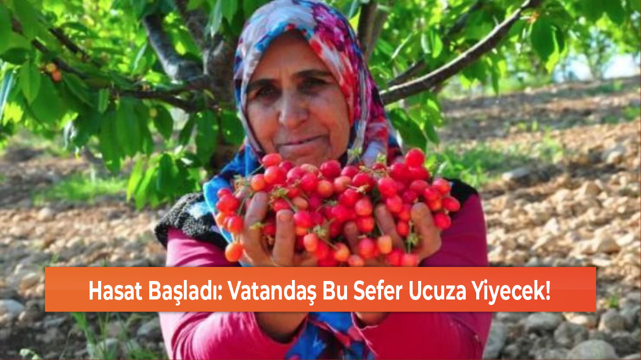 Hasat Başladı Vatandaş Bu Sefer Ucuza Yiyecek