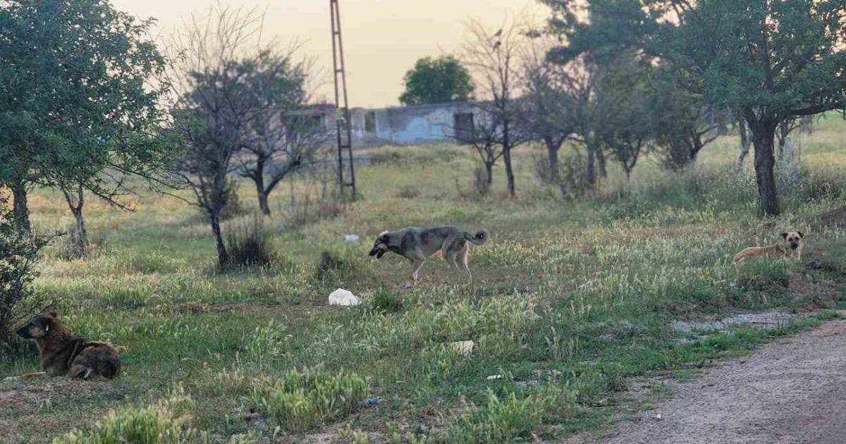 ankarada basibos kopekler dehset sacti dordunu oldurup birini yaraladilar htB1VbV2.jpg