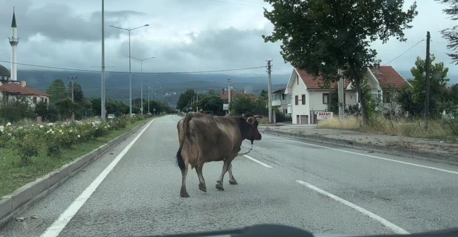 Bolu'da Araçlara Aldırış Etmeden Trafiği Tehlikeye Soktu!