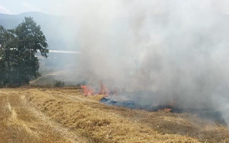 Bolu'da Buğday Sapları Alev Alev Yandı 1