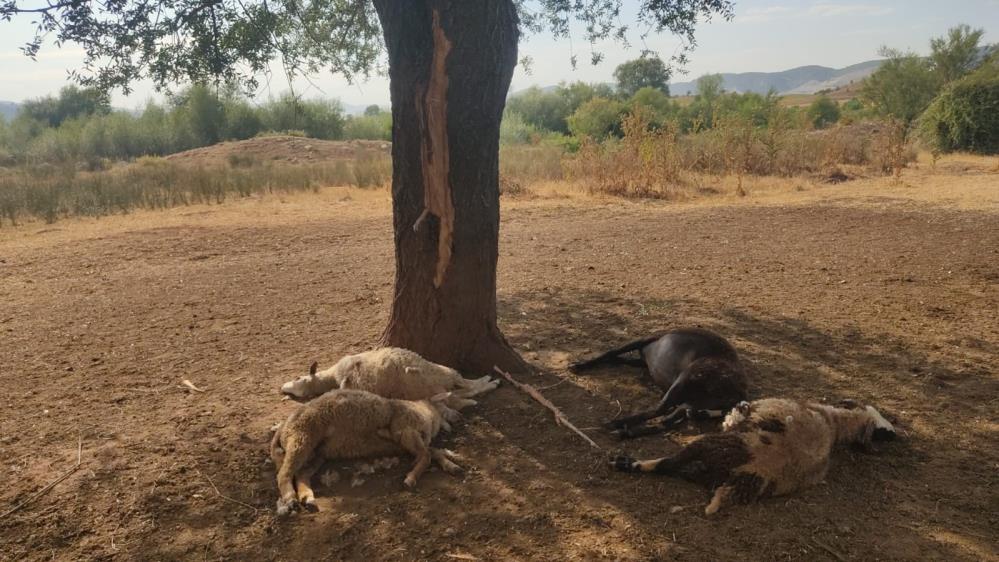 Bolu'da Hayvanların Üzerine Yıldırım Düştü 1