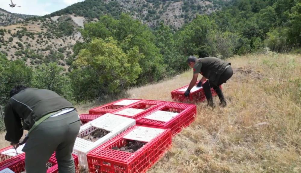 Bolu'da Keklikler Doğaya Salındı