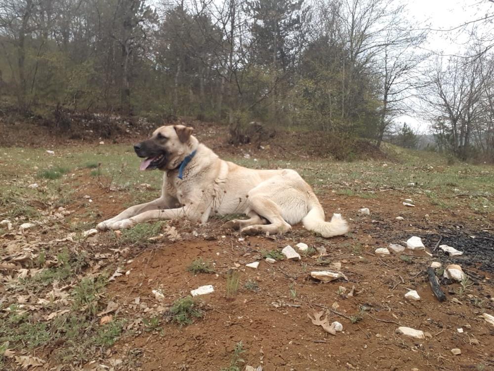 Bolu'da Köpeği Öldürüp, Sahibini Yaralayan Sanığın Cezası Belli Oldu