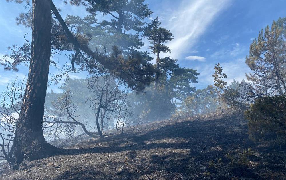 Bolu'da Örtü Yangını Korkuttu