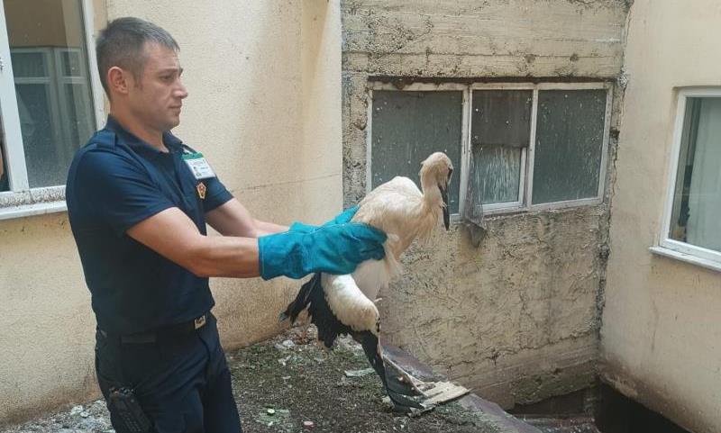 Bolu'da Yaralı Leylek Kurtarıldı