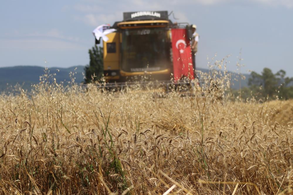 Bolunun Ayten Abla Bugdayi Ilk Kez Hasat Edildi 1