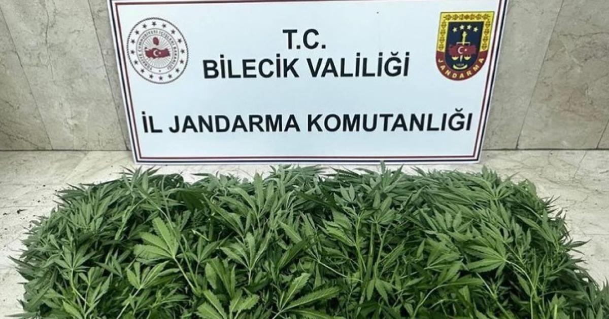 bilecikte bulundu bu ota dikkat 9B5ulYak.jpg