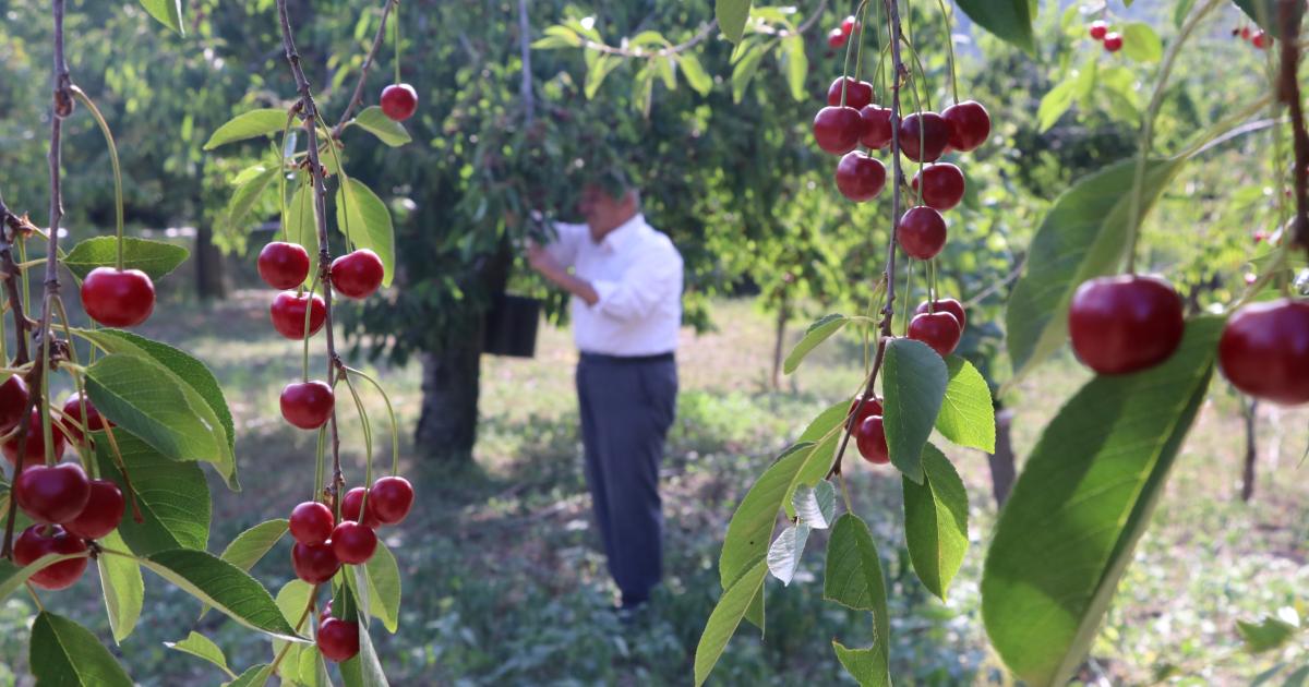 cankirida yuzlerce ton bekleniyor N11naMtZ.jpg