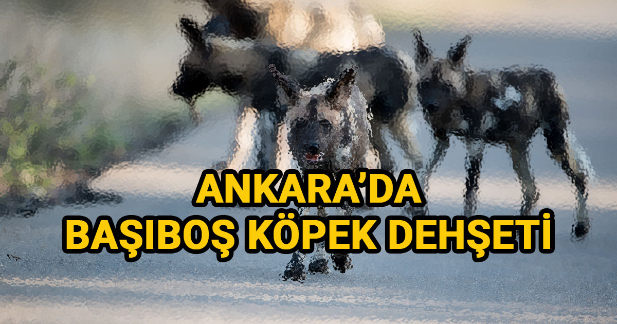 Ankara'da Başıboş Köpek Dehşeti