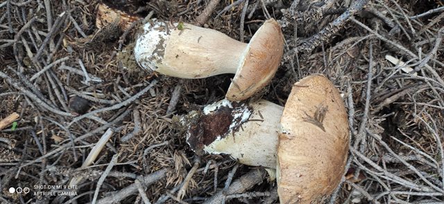 Boletus sp. Mantari Gerede 2