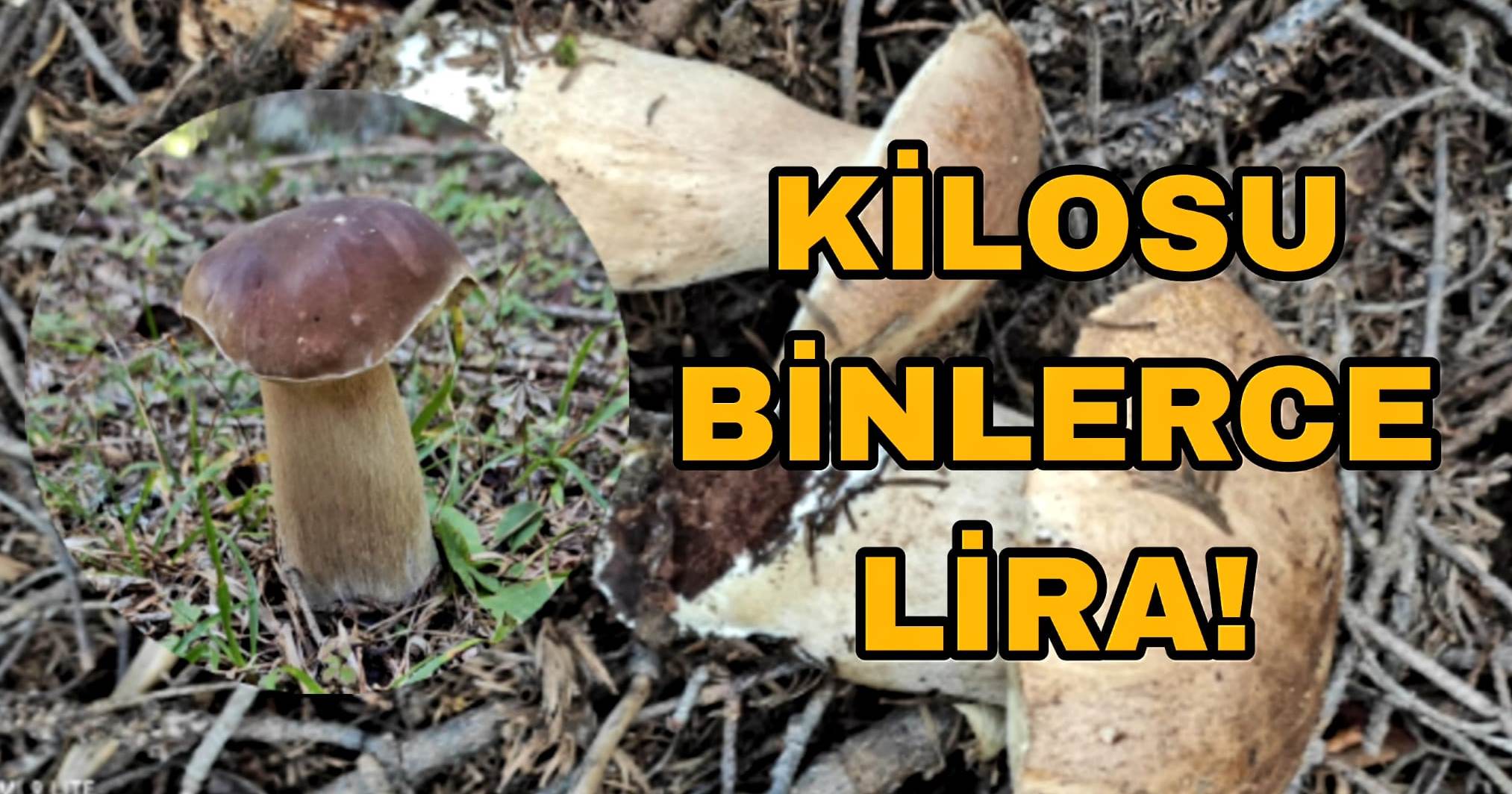 Boletus sp. Mantarı Gerede Kapak