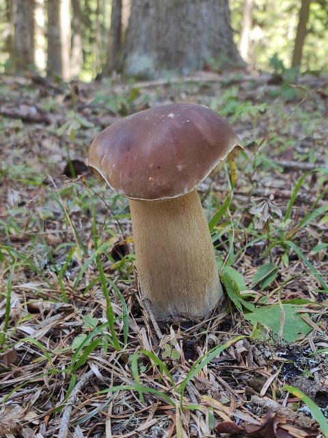 Boletus sp. Mantari Gerede