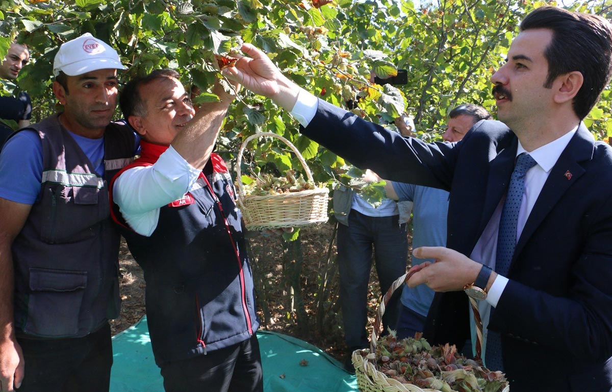 Bolu Mudurnu Taşkesti Fındık Hasat Şenliği 2