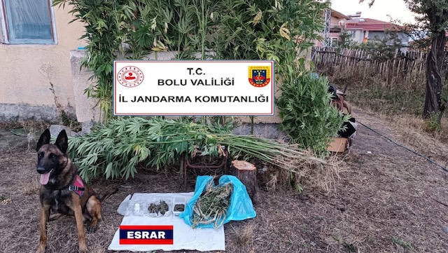 Bolu’da 1 kişi bahçesini esrar tarlası yapmış