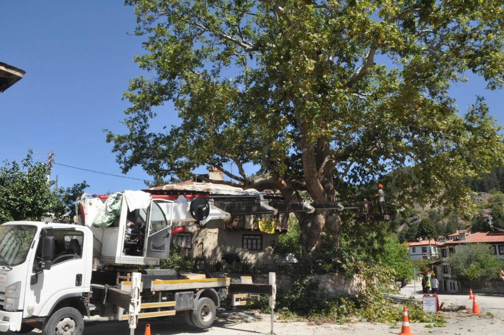 Bolu'da 350 Yıllık Ağaç Bakıma Alındı