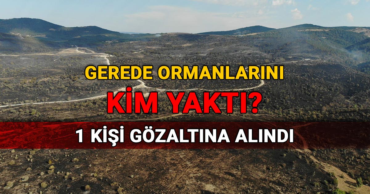 Gerede Ormanlarını Kim Yaktı Bir Şüpheli Gözaltında