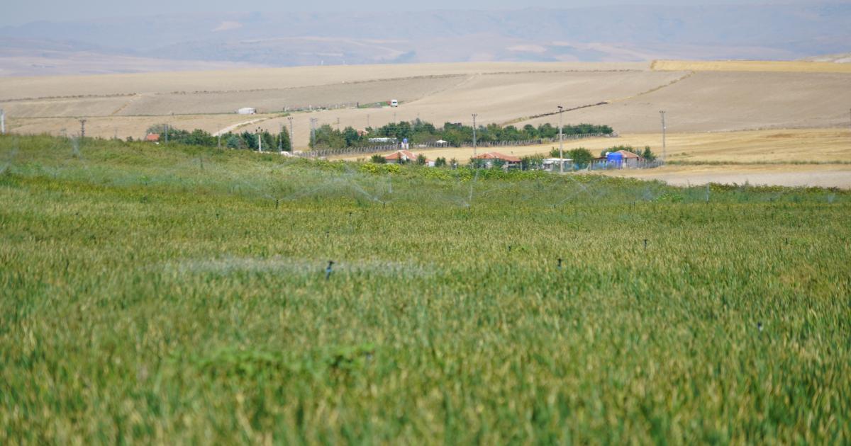 ankara polatlida binlerce tonluk rekolte beklentisi 9dmHvmB4.jpg