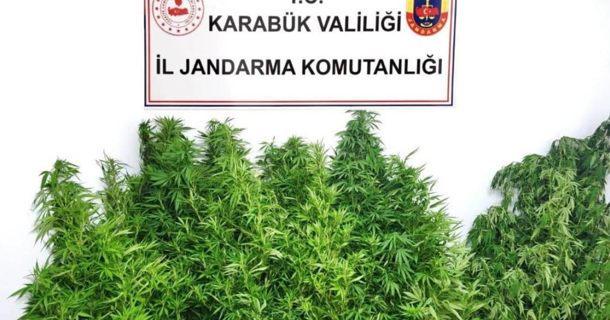 karabuk yenicede kenevir operasyonu jandarma ele gecirdi I1bYEjwU.jpg