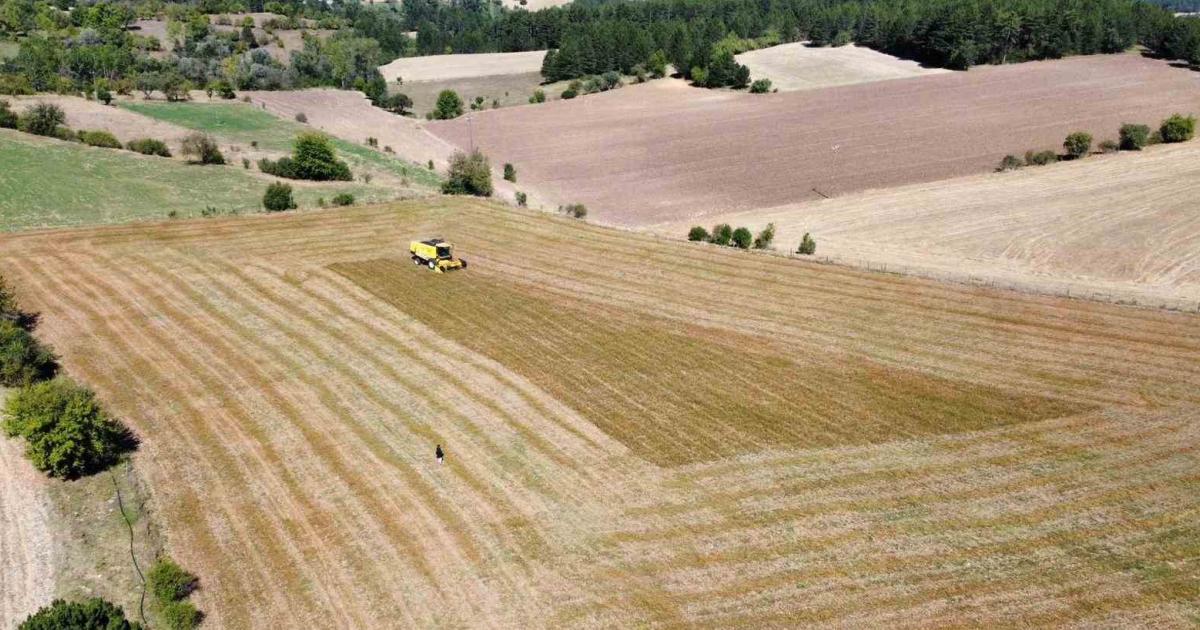 kastamonuda hasadi bagladi colyak hastalarinin besin kaynagi as67rizx.jpg