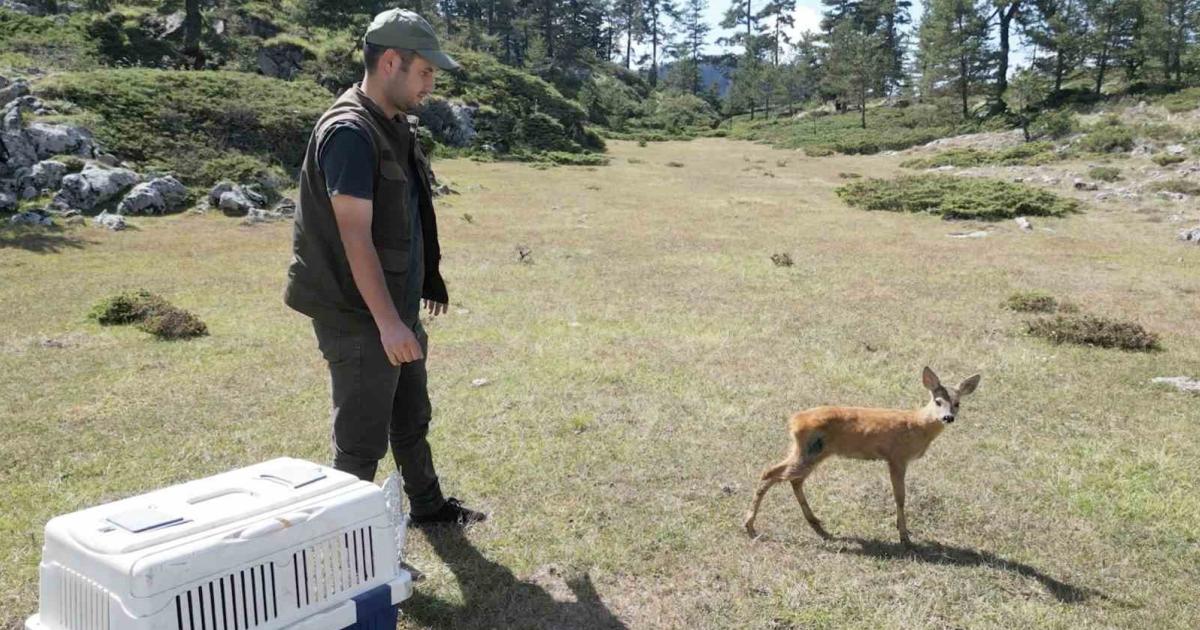 yarali karaca kastamonuda dogaya salindi NFZPCLss.jpg