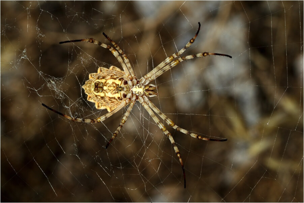 Argiope lobata