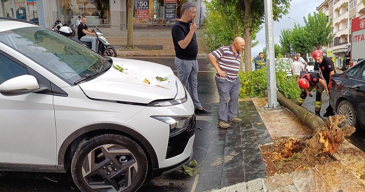 Bolu Caddesi'nde Kökünden Sökülen Ağaç 10 Günlük Araca Devrildi