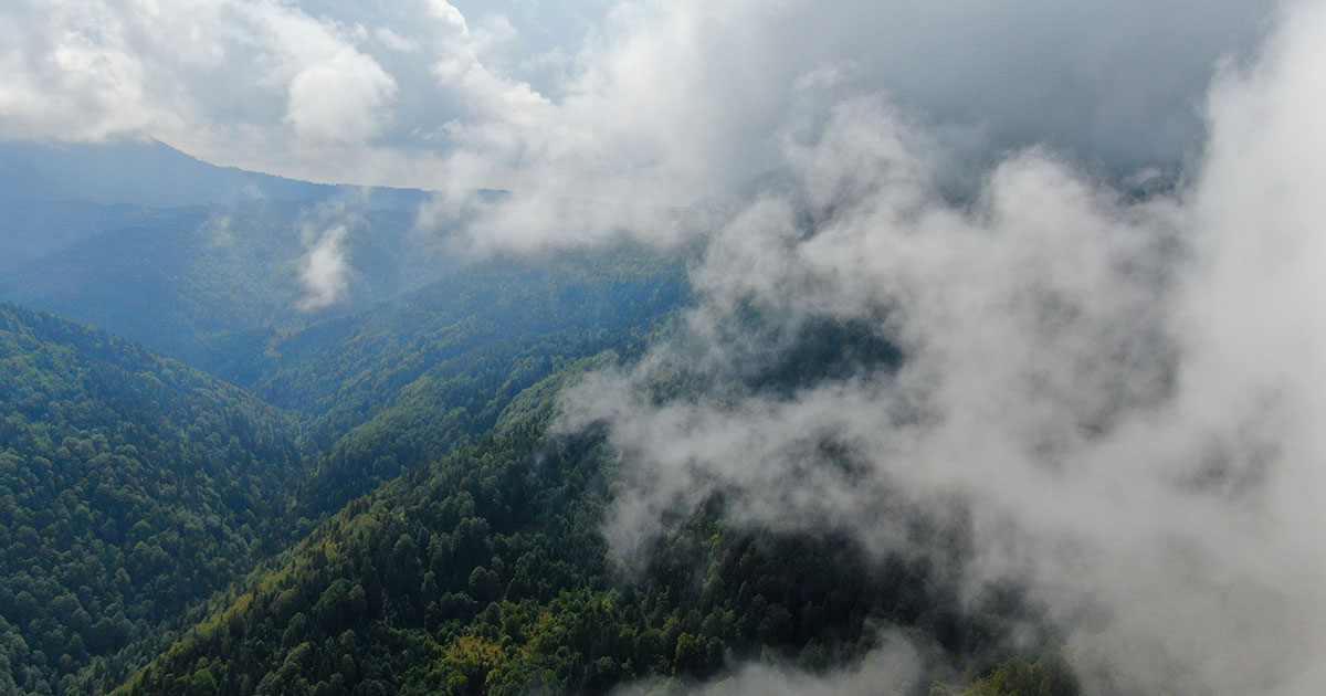 Kastamonu sis ve orman manzarası 2