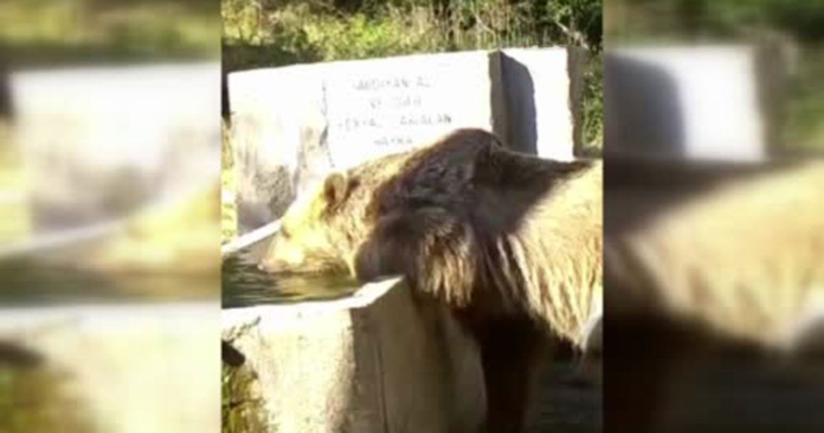 Sıcaktan Bunalan Ayıların Serinleme Anı Görüntülendi