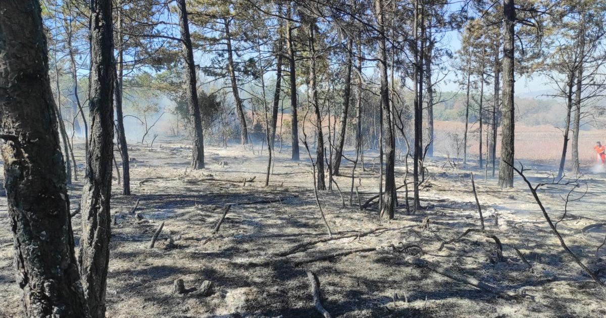 bilecikte orman yangini korku dolu anlar yasandi maKRiWzc.jpg