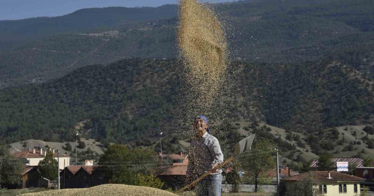 kastamonu tosyada celtik icin hasat vakti geldi T1hrPuVk.jpg