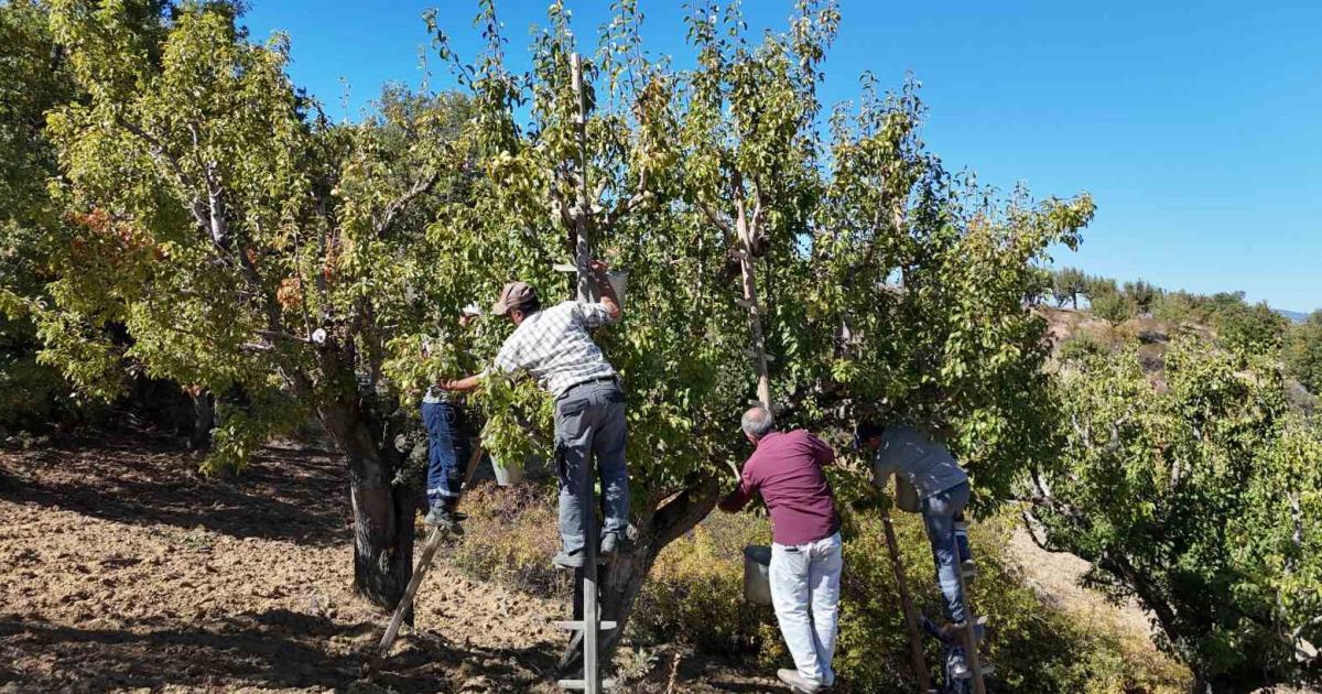 kis aylarinda tuketilen dayanikli lezzet ankara armudunun hasadi basladi zrFFEGRO.jpg